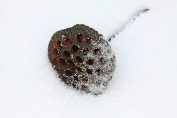 Lotus stalks in the snow