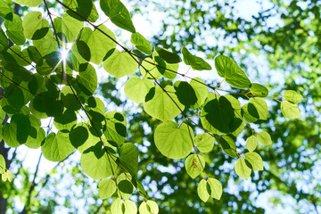 新緑　エコロジー　光合成　日差し