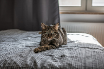 Cat lying on a bed looking at you