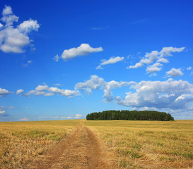 Fototapeta na wymiar Dirt road in a wheat field