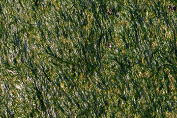 Organic background image. Seaweed and green algae close-up.