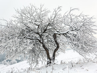 Fototapeta na wymiar frozen very beautiful trees. Winter tale. Landscape to admire. superb mountains