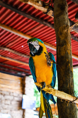 blue & yellow macaw in inca trail