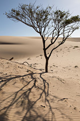 dead tree in the desert
