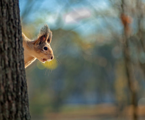 Squirrel sitting on a tree trunk with a blurred background