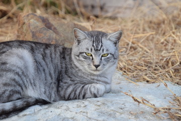 野良猫