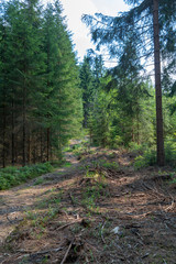 Coniferous forest with felled trees