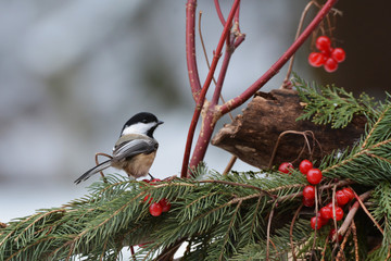 Chickadee on holiday display