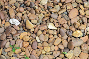 Closeup of pebbles and leaves