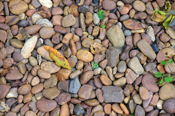 Closeup of pebbles and leaves