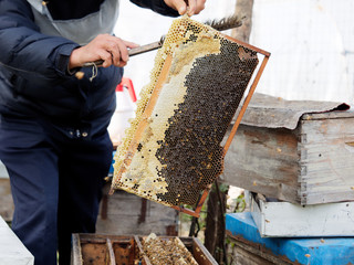 Wooden frame with honeycomb and bees taken from the hive, hands of beekeeper hold the hive a wooden frame with honeycomb and cleaning it. Collect honey. Beekeeping and trypophobia concept.