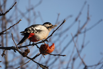 woodpecker on a branch eating an Apple