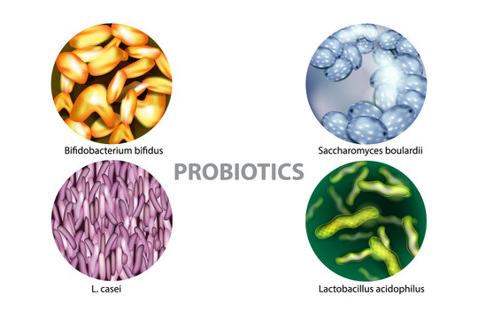 Four popular types of bacteria probiotics: L. casei, Saccharomyces boulardii, Bifidobacterium bifidus, Lactobacillus acidophilus.