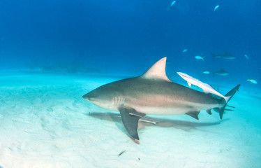 Fototapeta na wymiar Bull shark at the Bahamas