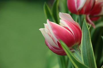 Pink tulip with leaves for valentine gift in the garden sweet and romantic flower
