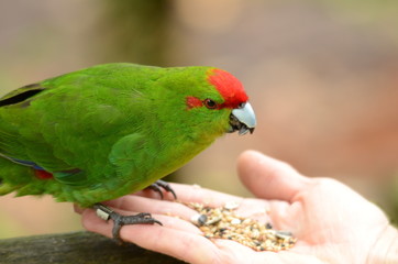 Red-crowned Parakeet, New Zealand