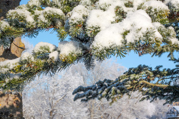 Winter background of snow and frost with free space for your decoration.