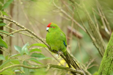 Red-crowned Parakeet, New Zealand