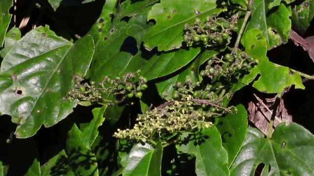 Borboleta laranja e folhas verdes