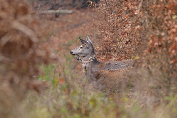 Doe deer camouflaged walking in autumn forest