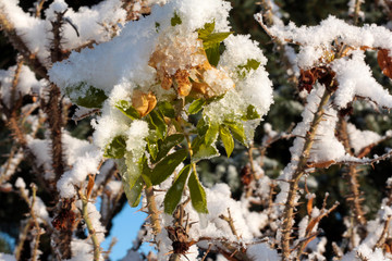 Winter background of snow and frost with free space for your decoration.