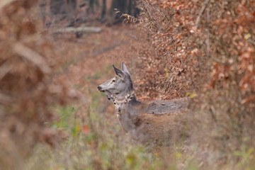 Doe deer camouflaged walking in autumn forest