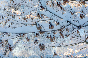 Winter background of snow and frost with free space for your decoration.