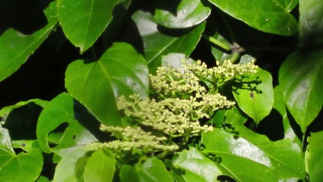 Borboleta laranja e folhas verdes