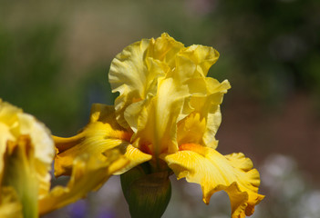 Obraz premium beautiful flowers in nature in the botanical garden