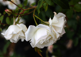 Obraz premium beautiful flowers in nature in the botanical garden