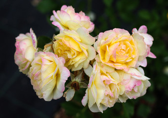 beautiful flowers in nature in the botanical garden