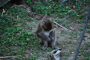 ニホンザル