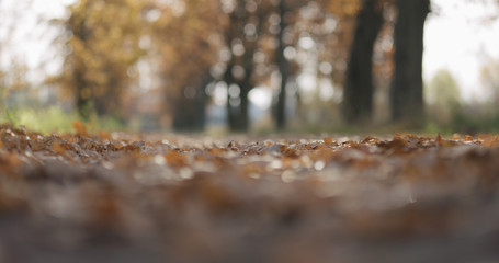 Closeup autumn oak alley in park low angle