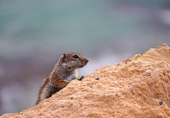 Streifenhörnchen auf Teneriffa