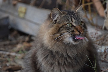 野良猫