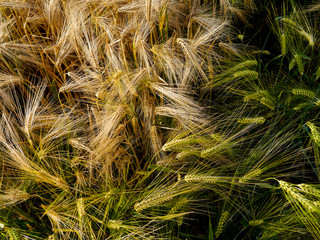 field of wheat