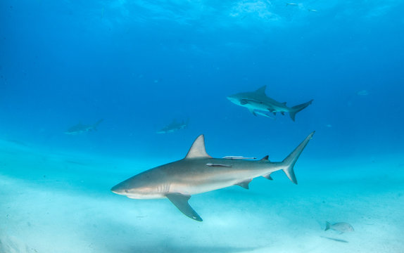 Caribbean reef shark at the Bahamas © Michael Bogner