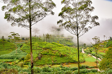 Teeplantagen Landschaftsbilder von Sri Lanka