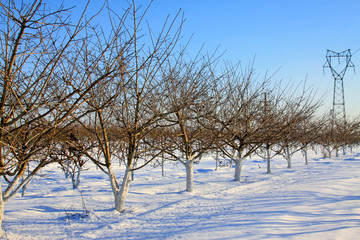 Fototapeta na wymiar Peach trees in the snow