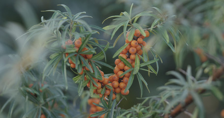 Fototapeta premium Closeup sea buckthorn berries on the bush
