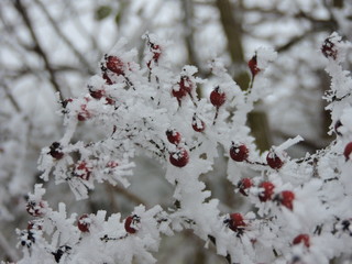 Rose hip, Rosa canina in winter in frost. Icicle after several days of frost and fog.
