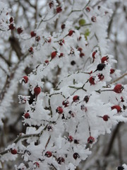 Rose hip, Rosa canina in winter in frost. Icicle after several days of frost and fog.