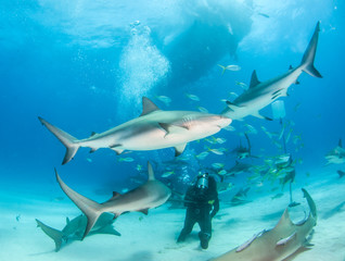 Caribbean reef shark at the Bahamas