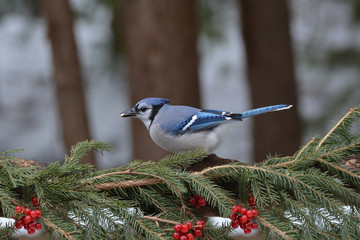 Blue Jay on Branch