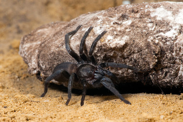 Europäische Vogelspinne aus Spanien (Ischnocolus valentinus) - european tarantula from Spain