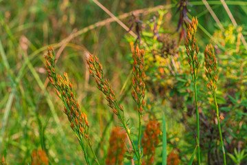 garden nature colorful plant blossom