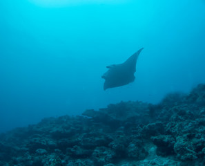 A giant oceanic Manta Ray (Manta birostris) in the Indian Ocean