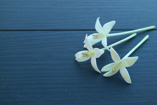 Fototapeta Closed up three beautiful white blooming Millingtonia flowers on dark blue wooden table, with free space for text and design 