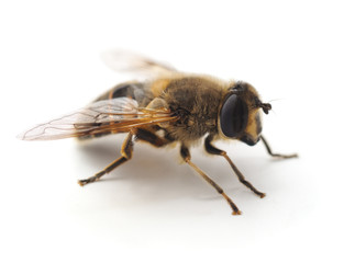 One small bee.