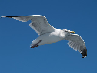 Möwe über dem Fehmarnsund